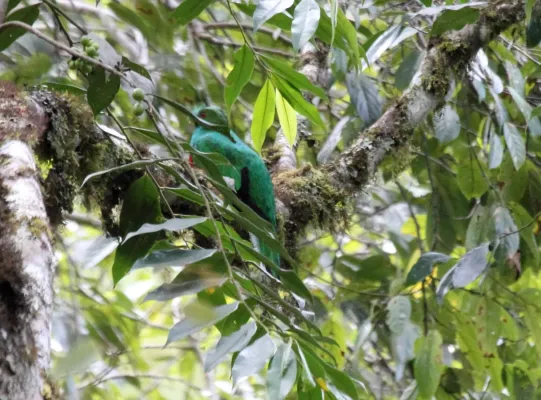 File:Crested Quetzal (Pharomachrus antisianus) (9499647052).jpg