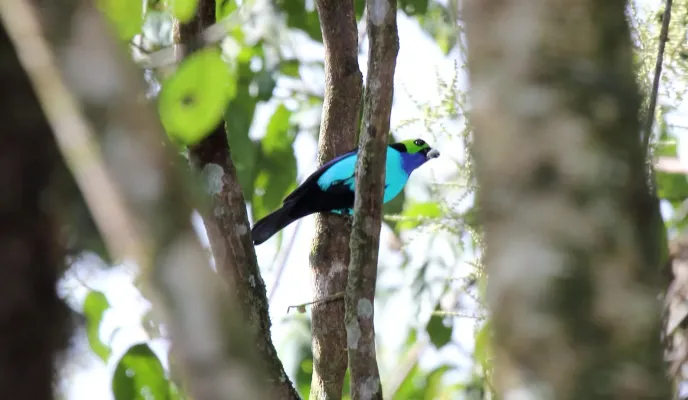 File:Paradise Tanager (Tangara chilensis) (9499638972).jpg