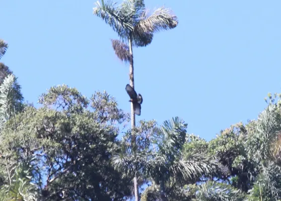 File:Black-and-Chestnut Eagle (Spizaetus isidori) (9496828405).jpg