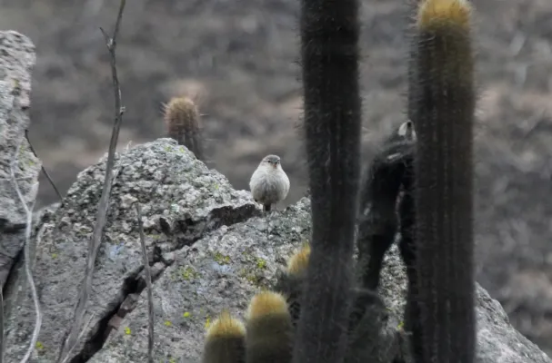 File:Cactus Canastero (Pseudasthenes cactorum) (9496804701).jpg