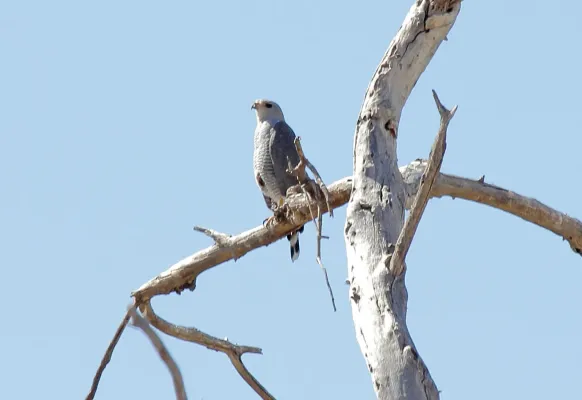 File:Gray Hawk (Buteo plagiatus) (8731997595).jpg