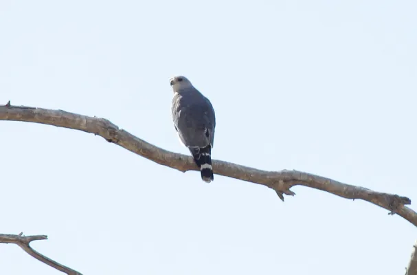 File:Gray Hawk (Buteo plagiatus) (8733114948).jpg