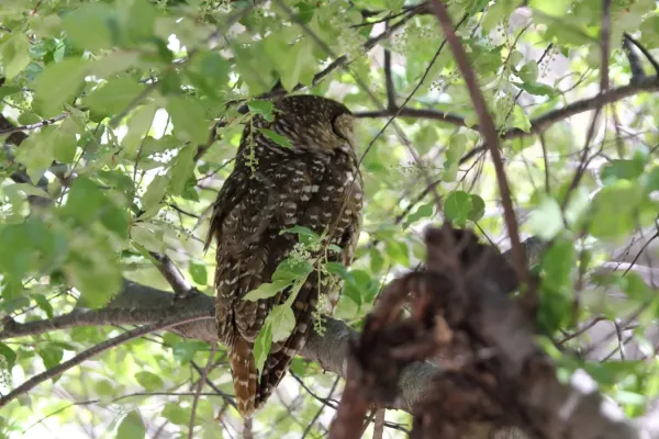 File:Spotted Owl (Strix occidentalis) (8731994431).jpg