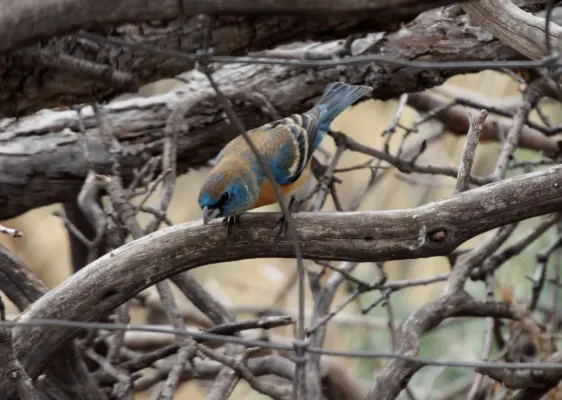File:Lazuli Bunting (Passerina amoena) (8731988753).jpg