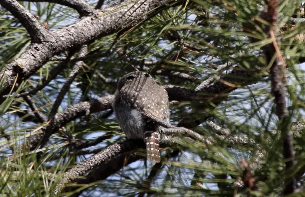 File:Northern Pygmy Owl (Glaucidium gnoma) (8571154536).jpg