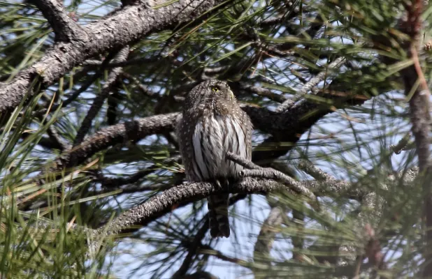 File:Northern Pygmy Owl (Glaucidium gnoma) (8571153434).jpg