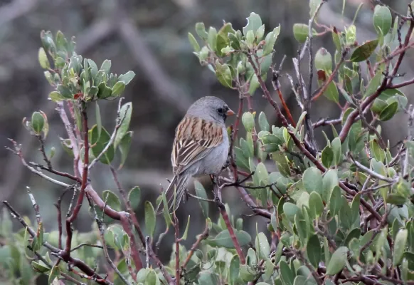 File:Black-chinned Sparrow (Spizella atrogularis) (8570058461).jpg
