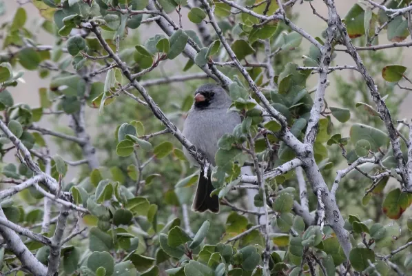 File:Black-chinned Sparrow (Spizella atrogularis) (8571151068).jpg