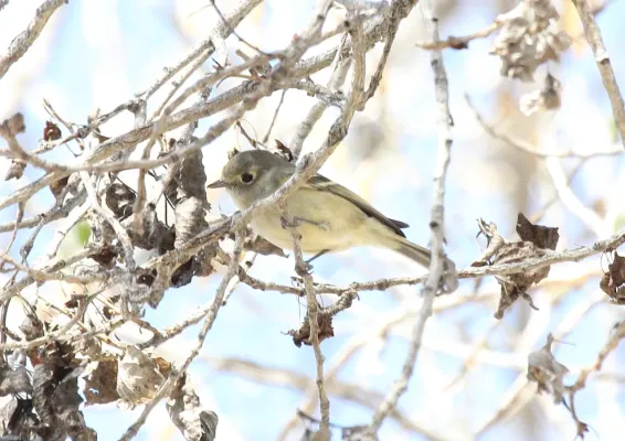 File:Hutton's Vireo (Vireo huttoni) (8571145642).jpg