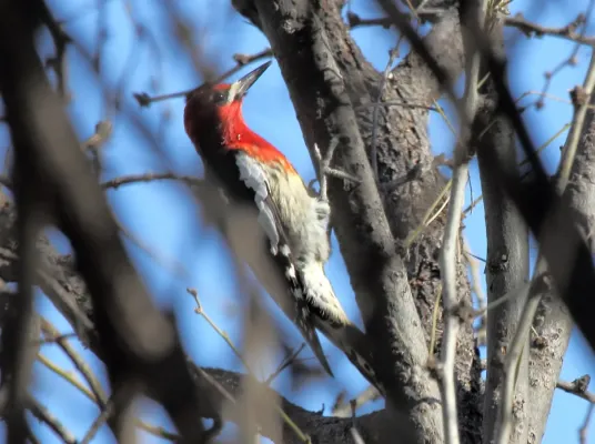 File:Red-breasted Sapsucker (Sphyrapicus ruber) (8571139570).jpg