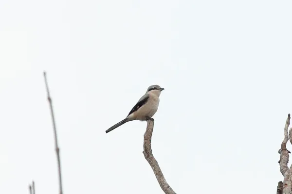 File:Northern Shrike Lanius borealis (8181975696).jpg