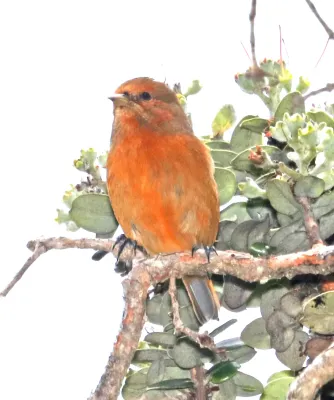 File:Akepa (Loxops coccineus) male, Hakalau Forest National Wildlife Refuge, Hawaii co, Hawaii.jpg