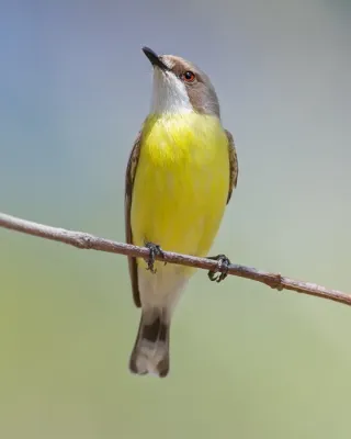 File:Gerygone olivacea - Mount Annan Botanic Gardens.jpg