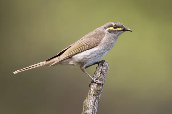 File:Caligavis chrysops - Lake Parramatta Reserve.jpg