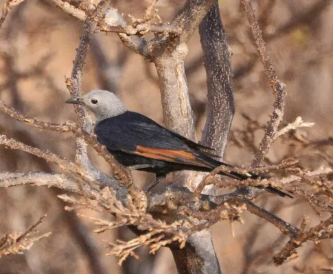 File:Socotra Starling (Onychognathus frater) female.jpg