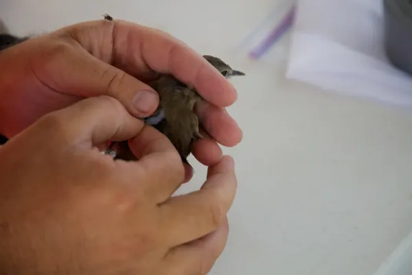 File:Acrocephalus familiaris - USFWS Hagerty in the hand.jpg