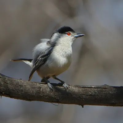 File:Black-backed Puffback, Dryoscopus cubla, male displaying at Rust de Winter Dam. (46036117252).jpg