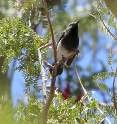 File:Dusky Sunbird (Cinnyris fuscus) (45200428575).jpg