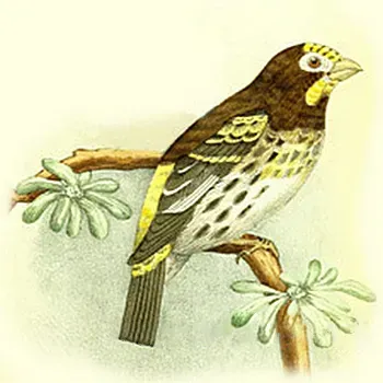 File:Chrysocorythus estherae.jpg