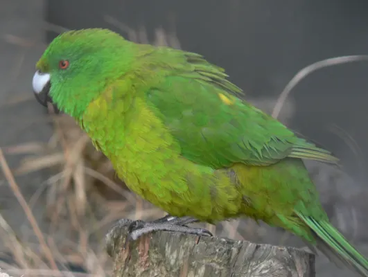File:Cyanoramphus unicolor, Pengo (cropped).jpg
