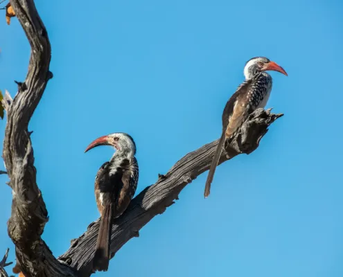 File:Cálaos de pico rojo del sur (Tockus rufirostris), parque nacional Makgadikgadi Pans, Botsuana, 2018-07-30, DD 13.jpg