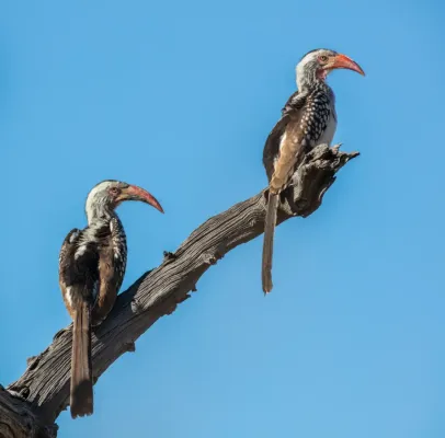 File:Cálaos de pico rojo del sur (Tockus rufirostris), parque nacional Makgadikgadi Pans, Botsuana, 2018-07-30, DD 14.jpg