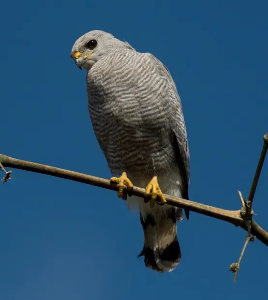 File:Grey-lined hawk (Buteo nitidus) Puno, Perú.jpg