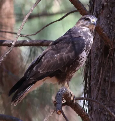 File:Forest Buzzard, Buteo trizonatus, at Hangklip Forest, Makhado, Limpopo Province, South Africa.jpg