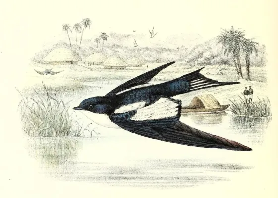 File:Hirundo leucosoma CWW.jpg