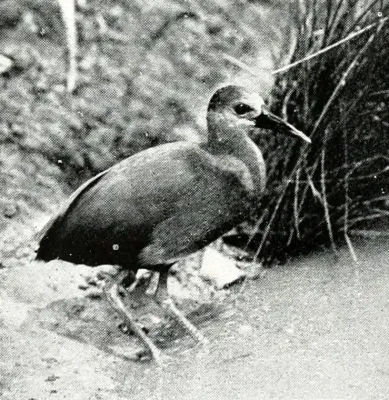 File:Mexican Rail (Rallus tenuirostris) - Bird notes (1911).jpg