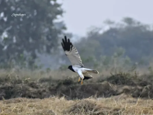 File:Pied harrier (Circus melanoleucos).jpg