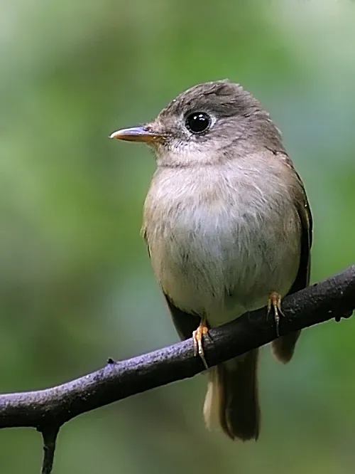 File:Muscicapa muttui.jpg