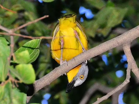 File:Malaconotus blanchoti ssp. hypopyrrhus.jpg