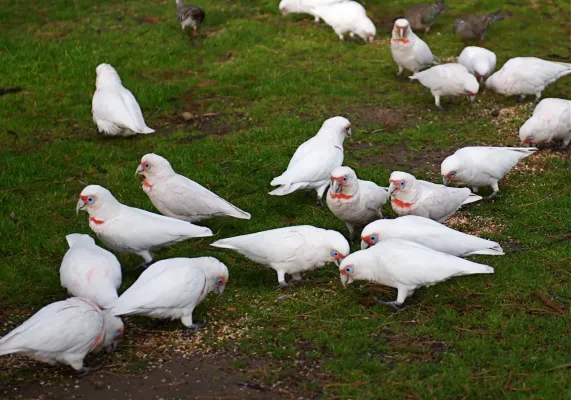 File:Cacatua tenuirostris -Melbourne -many feeding-8.jpg