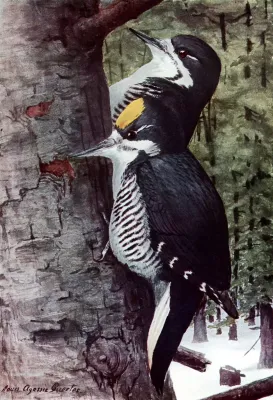 File:Picoides arcticusAAP060A.jpg