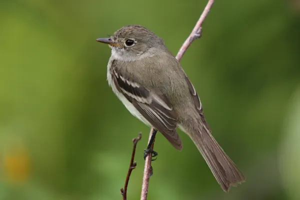 File:Empidonax alnorum CT2.jpg