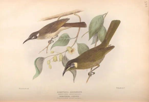 File:Meliphaga albilineata & Meliphaga lewinii - The Birds of Australia.jpg