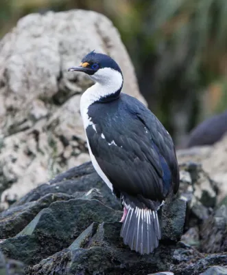 File:Leucocarbo georgianus 20090109-SJM 3071 (16092643211) (cropped).jpg