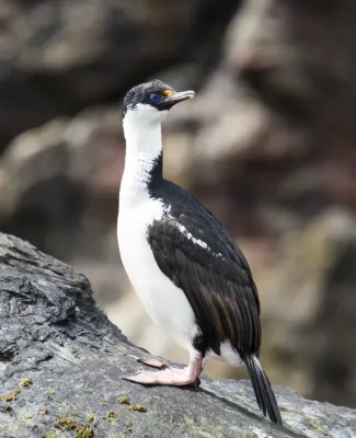 File:SGI-2016-South Georgia (Cooper Bay)–South Georgia Shag (Leucocarbo georgianus) (cropped).jpg