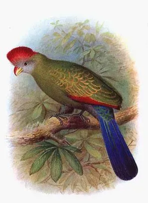 File:Tauraco bannermani by Henrik Grönvold (cropped).jpg