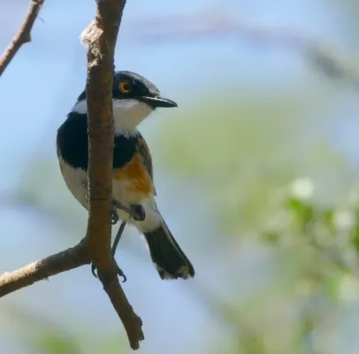 File:Cape Batis (Batis capensis) male ... (32521189298).jpg