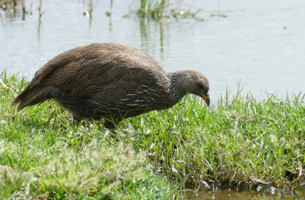 File:Cape Spurfowl (Pternistis capensis) (45469402915).jpg