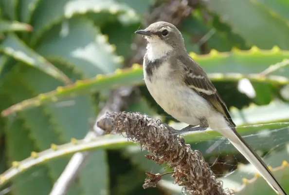 File:Cape Wagtail (Motacilla capensis) (31442168857).jpg