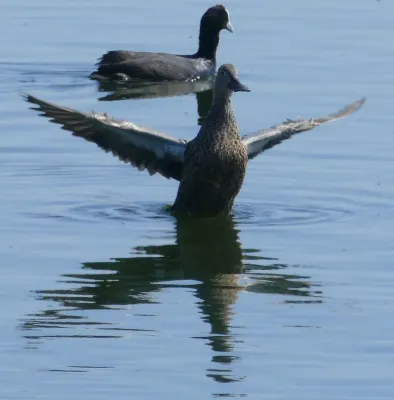 File:Cape Shoveler (Spatula smithii) female and Red-knobbed Coot (Fulica cristata) (31416674147).jpg