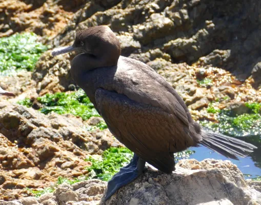 File:Bank Cormorant (Phalacrocorax neglectus) (32414152818).jpg