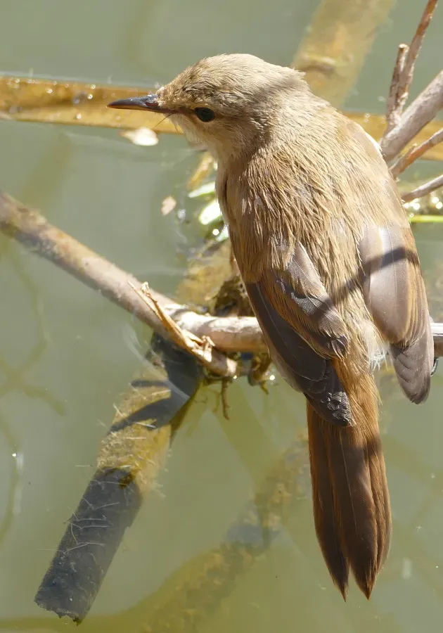 File:Lesser Swamp Warbler (Acrocephalus gracilirostris) (46182435232).jpg