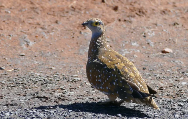 File:Burchell's Sandgrouse (Pterocles burchelli) male ... (31231090977).jpg