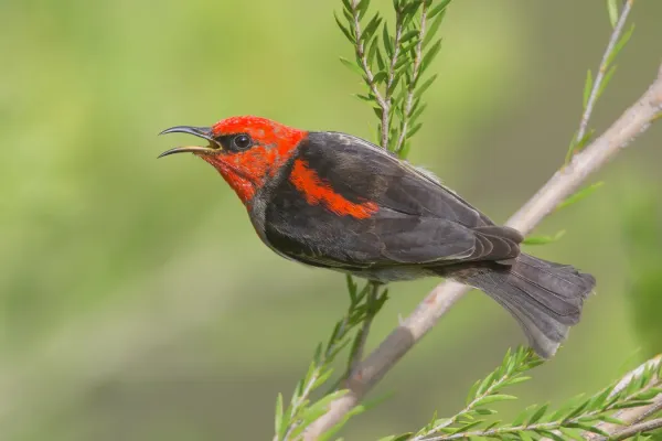 File:Myzomela sanguinolenta - Windsor Downs Nature Reserve.jpg