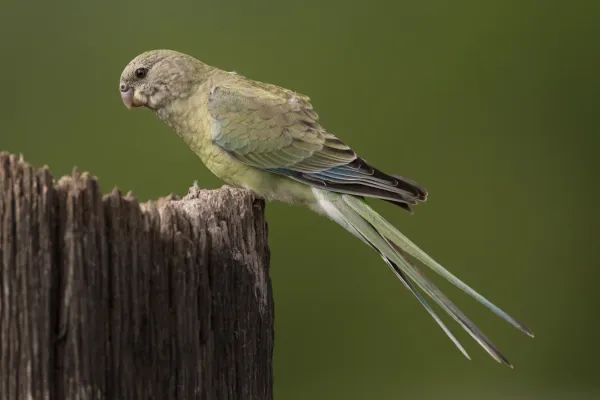 File:Psephotus haematonotus female - Cornwallis Rd.jpg