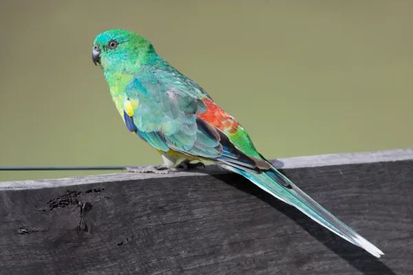 File:Psephotus haematonotus male - Cornwallis Rd.jpg